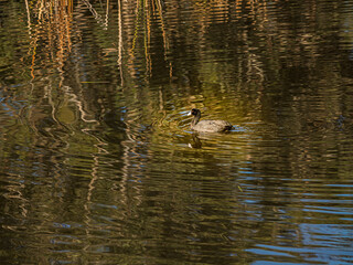 Small Coot Floating On Colorful Water