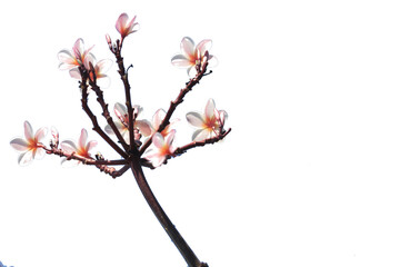Pink frangipani branch with blooming flowers, beautiful spring nature design.