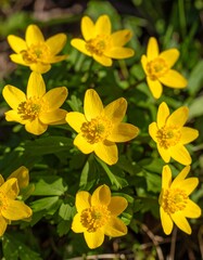 Cluster of bright yellow flowers (2)