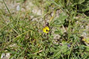 loverly yellow flowers bloom in summer, in the tibetan river valley, on the highest plateau on earth