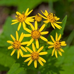 Cluster of bright yellow flowers