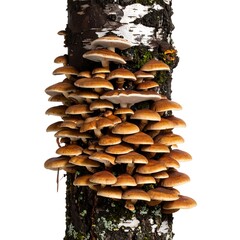 Cluster of mushrooms on a tree trunk