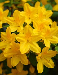 Cluster of vibrant yellow azaleas