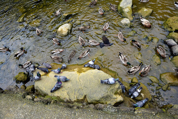 A flock of ducks swimming in the Hatea River