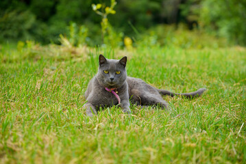 Beautiful cat lying on the grass.