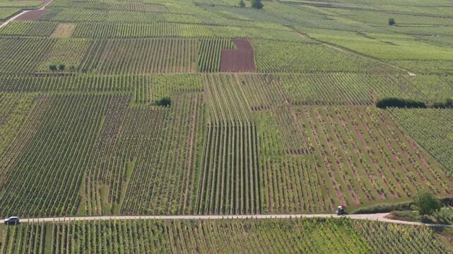 Sweeping drone shot over agricultural vineyard rows in the heart of Alsace