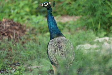 Peafowl