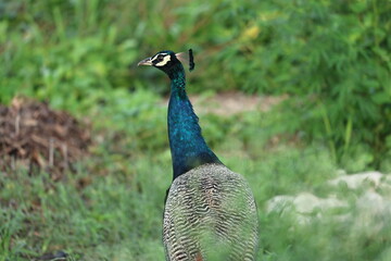 Peafowl