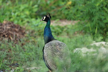 Peafowl
