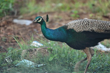 Peafowl