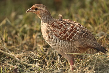 Gray Francoline