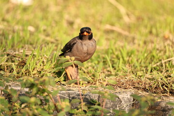 Red wattled Lapwing