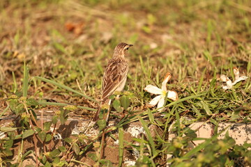Small Bird