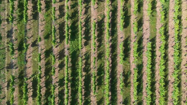 Aerial vineyard rows with village rooftops and distant hills in view, Alsace region