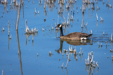 A Canadian Goose swimming through short reeds at Oaks Bottom Wildlife Refuge in Portland Oregon