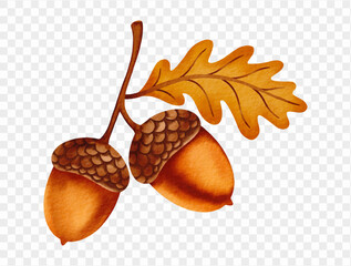 Watercolor acorns and oak leaf in autumn style isolated on white. Vector. © Only Flags