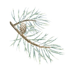 Christmas tree branch with Pine cone. Watercolor illustration of a winter plant. Hand drawn vintage sketch on white isolated background. Water color painting clip art image