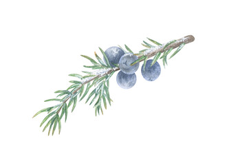 A Branch of a Juniper tree with blue berries covered with snow. Watercolor illustration of a winter plant. Hand drawn vintage sketch on white isolated background. Water color painting clip art image