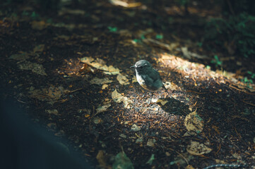 New Zealand Robin 