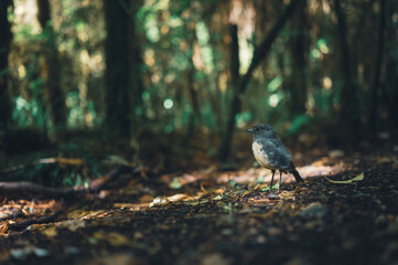 New Zealand Robin 