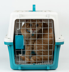 Orange cat sit inside of closed transport carrier