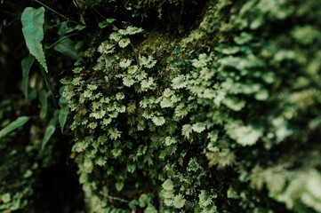 Moss on Oparara Basin, Kahurangi National Park, New Zealand	