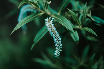 Kamahi / Weinmannia racemosa in Kahurangi National Park, New Zealand