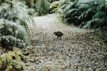 Weka on Oparara Basin, New Zealand