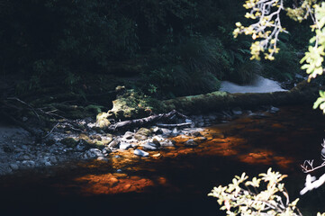 Oparara River in Kahurangi National Park, New Zealand