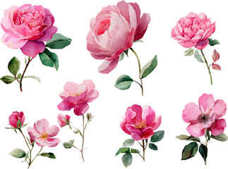pink roses background