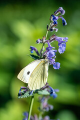 Cabbage white butterfly landing on catnip flower in meadow close up. Insect pollination in natural habitat, garden plant insects, feline herb pollination, flora and fauna, ecological balance in nature