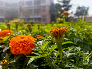 Natures palette comes alive with marigold flowers glowing against the backdrop of a vivid summer sky, pure seasonal perfection.