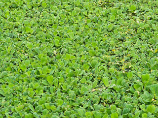 fresh green Water Lettuce grass texture