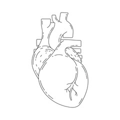 Hand drawn kids drawing Vector illustration human heart cartoon isolated