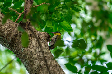 Black face, white eyes, yellow neck, green wings contrasting with bright red rump, white belly,...