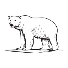 Obraz premium Simple a Bear line art vector design white background