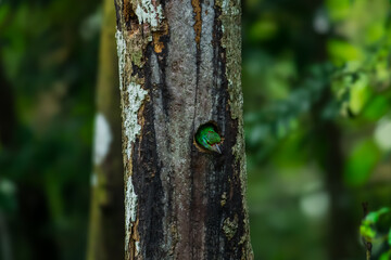 Moustached Barbet Green crown, blue face and neck, black eye band, black stripes at the corners of the mouth extending to the cheeks, red forehead, red spots on the nape and sides of the neck.