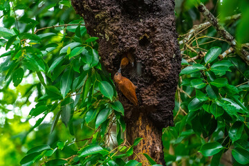 Reddish brown fur, short crest, dense black horizontal stripes on the upper body, short black beak, stripes on the underside of the neck. Male: red stripes on the cheeks.