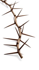 A thorny branch against a white background