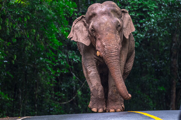 Elephants are large mammals and are the largest land animals. Wild elephants eat plants. They are...