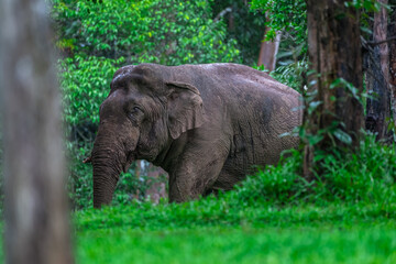 Elephants are large mammals and are the largest land animals. Wild elephants eat plants. They are big, have a small head, big legs, and have a trunk that reaches to the ground. That trunk is the nose.