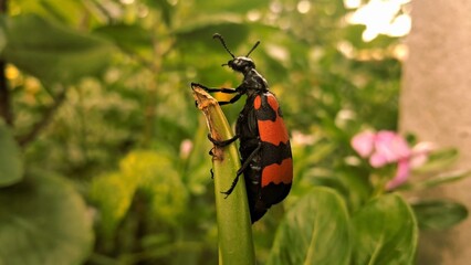 Fototapeta premium Blister Beetle on a Aloe vera plant