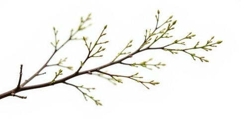 Delicate branch with fine twigs isolated on white background, woodgrain, stems, foliage