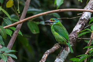 Moustached Barbet Green crown, blue face and neck, black eye band, black stripes at the corners of the mouth extending to the cheeks, red forehead, red spots on the nape and sides of the neck.
