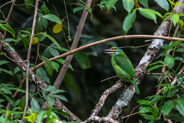 Moustached Barbet Green crown, blue face and neck, black eye band, black stripes at the corners of the mouth extending to the cheeks, red forehead, red spots on the nape and sides of the neck.