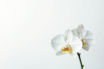 Fototapeta premium Delicate white orchid blossom, pristine petals against pure white backdrop, beauty, organic