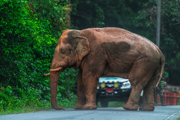 Elephants are large mammals and are the largest land animals. Wild elephants eat plants. They are...