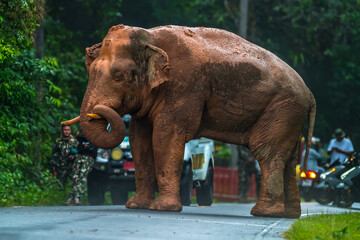 Elephants are large mammals and are the largest land animals. Wild elephants eat plants. They are...