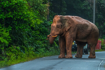 Elephants are large mammals and are the largest land animals. Wild elephants eat plants. They are...