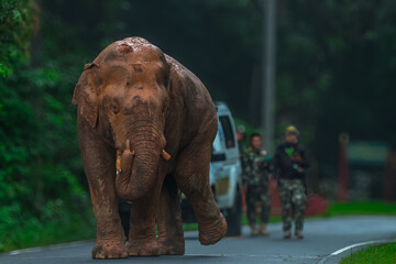 Elephants are large mammals and are the largest land animals. Wild elephants eat plants. They are...